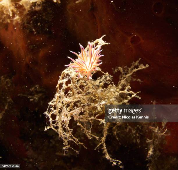 nudibranch - kennis fotografías e imágenes de stock