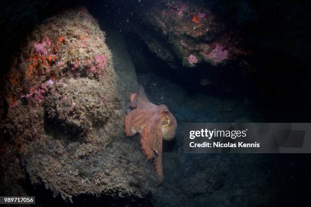 octopus iv - kennis stock pictures, royalty-free photos & images