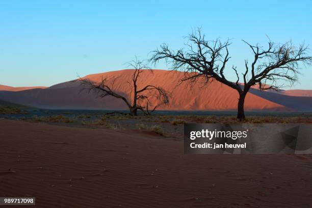 the silence of the trees - heuvel imagens e fotografias de stock