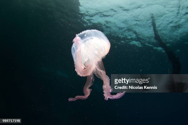 jellyfish ii - kennis fotografías e imágenes de stock