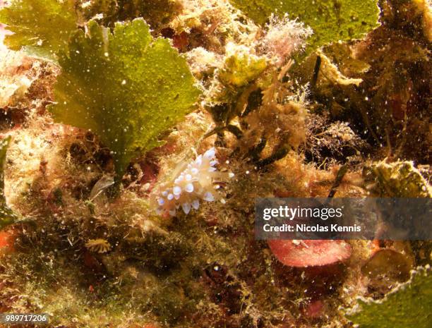 nudibranch ii - kennis stock pictures, royalty-free photos & images