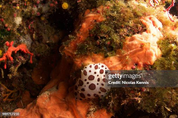 nudibranch iii - kennis fotografías e imágenes de stock