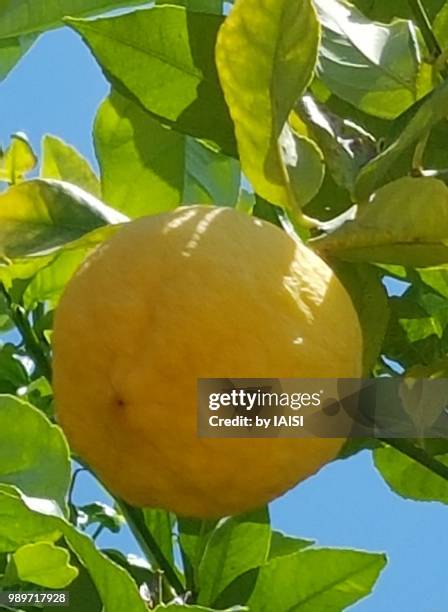 close-up of citron fruit on tree / citrus medica - citron stock pictures, royalty-free photos & images