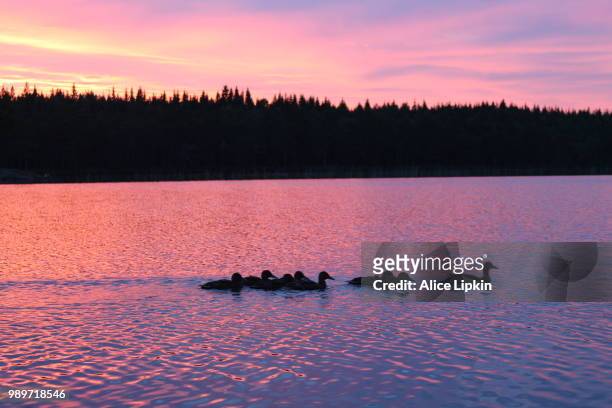 spirits of the lake - alice waters stock-fotos und bilder