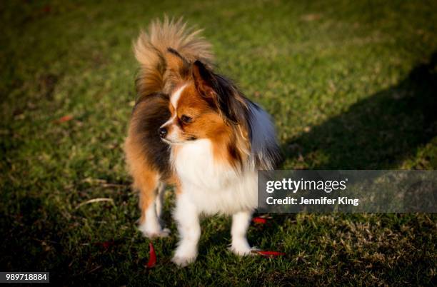 little dog in the park - vlinderhondje stockfoto's en -beelden