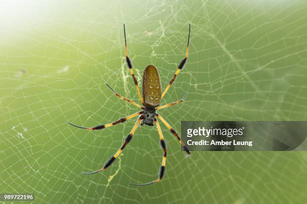 golden orb weaver spider on web - orb weaver spider stock pictures, royalty-free photos & images