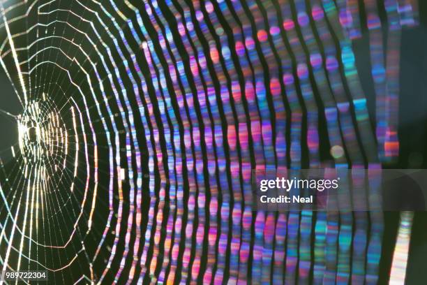 the web - spider web stock pictures, royalty-free photos & images