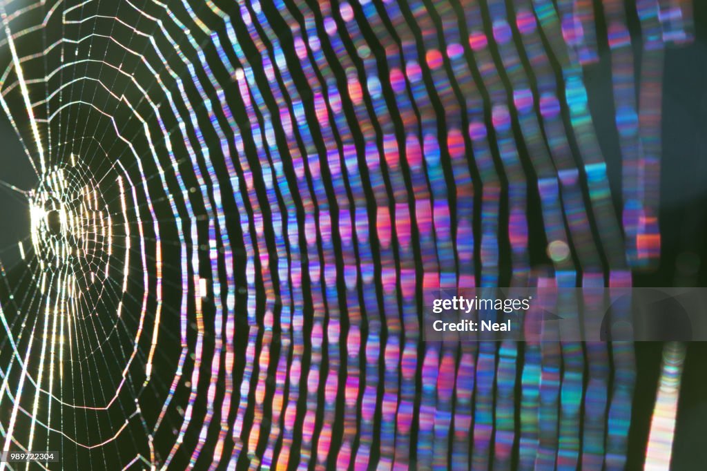 The web