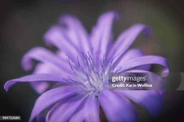 blumen - blumen stock pictures, royalty-free photos & images