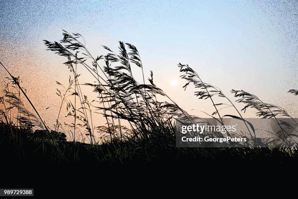 grass farm iowa - swaying stock illustrations