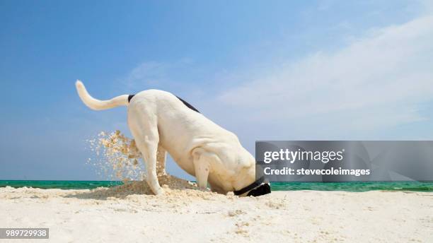 cane che scava nella sabbia - scavare foto e immagini stock