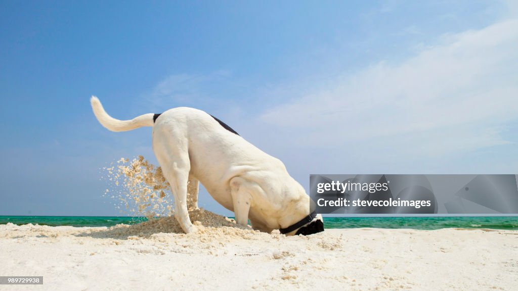 Hond graven in het zand
