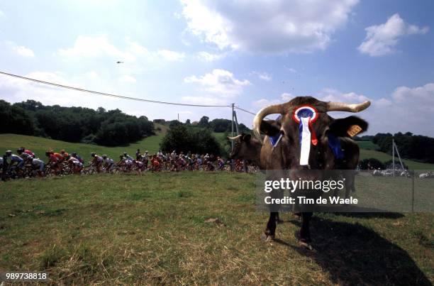 Tour De France 2002 /Illustration, Illustratie, Peloton, Vache, Peloton, Cow, Koe, Tdf, Ronde Van Frankrijk,