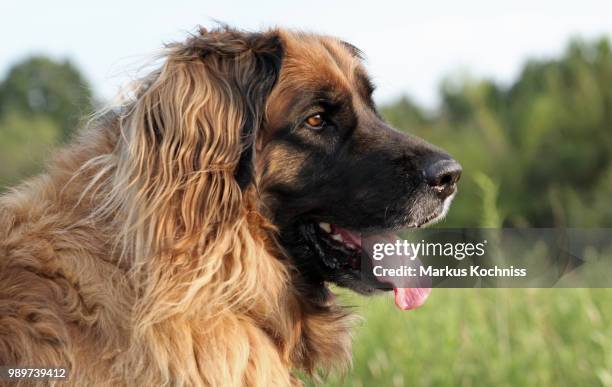 leonberger - leonberger stock pictures, royalty-free photos & images