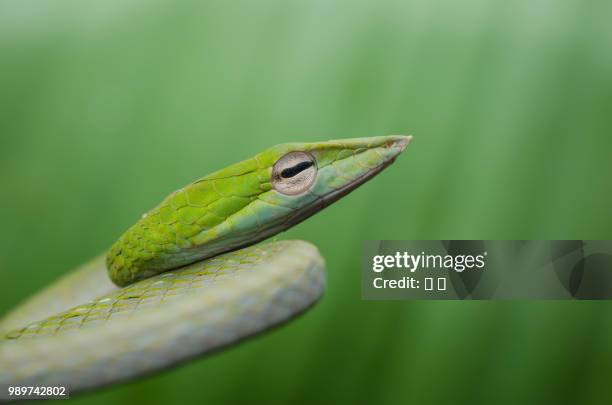 portrait of green snake, guangdong, china - herpetology stock pictures, royalty-free photos & images