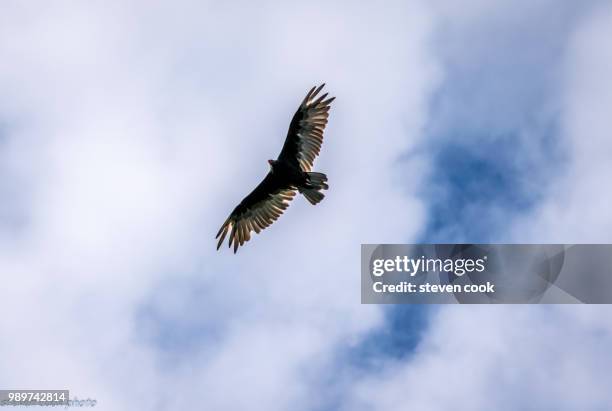 turkey vulture - turkey vulture stock pictures, royalty-free photos & images