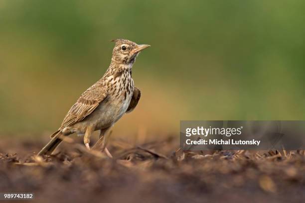 galerida cristata - crested lark stock pictures, royalty-free photos & images
