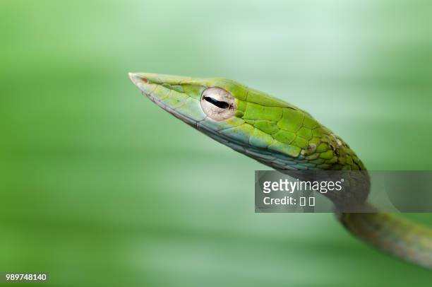 portrait of green snake - herpetology stock pictures, royalty-free photos & images