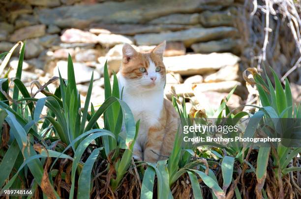 gato vigilante patones de arriba - arriba de stock pictures, royalty-free photos & images