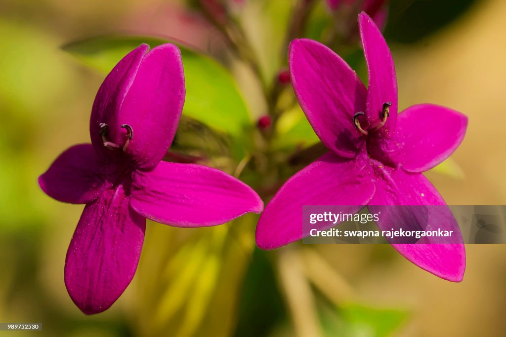 Purple Twins