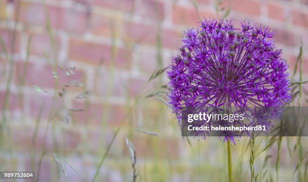 alium in bloom - alium stock pictures, royalty-free photos & images