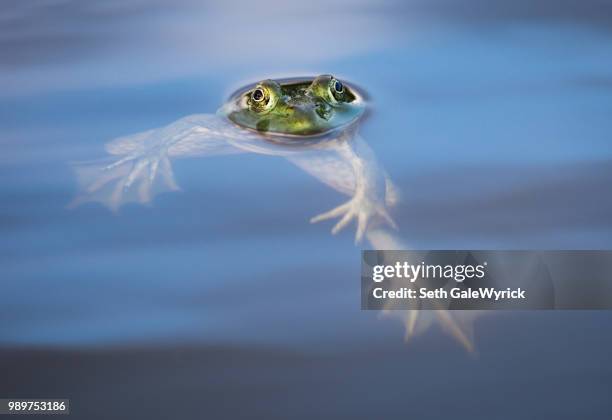 Frog In Motion 55 Frog Hop Motion Stock Photos, High-Res Pictures, and Images - Getty ...