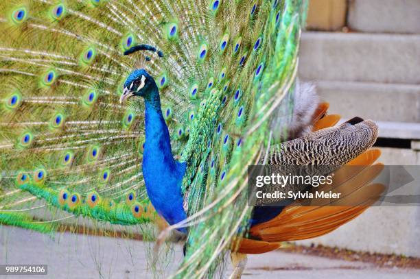 peacock plummage - plummage stock pictures, royalty-free photos & images