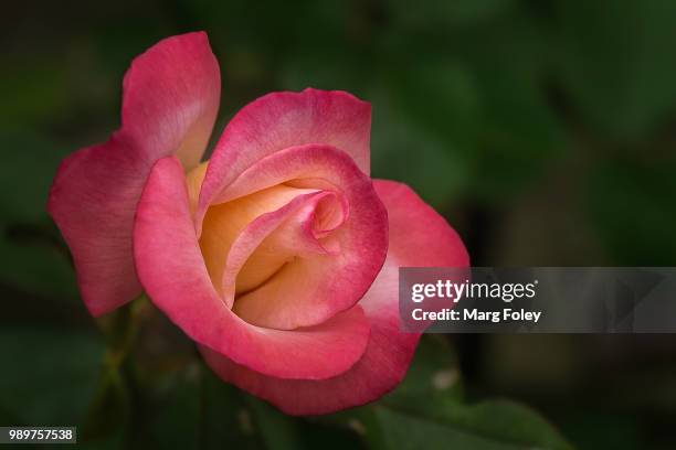 rose - karg stock pictures, royalty-free photos & images