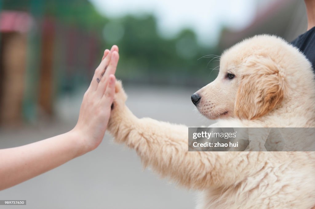 Woman giving high five to dog