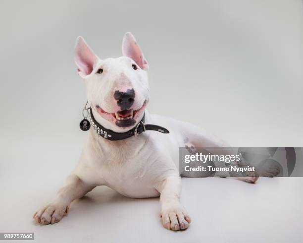 bull terrier mauri - bullterrier bildbanksfoton och bilder