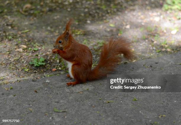red squirrel - american red squirrel stock pictures, royalty-free photos & images