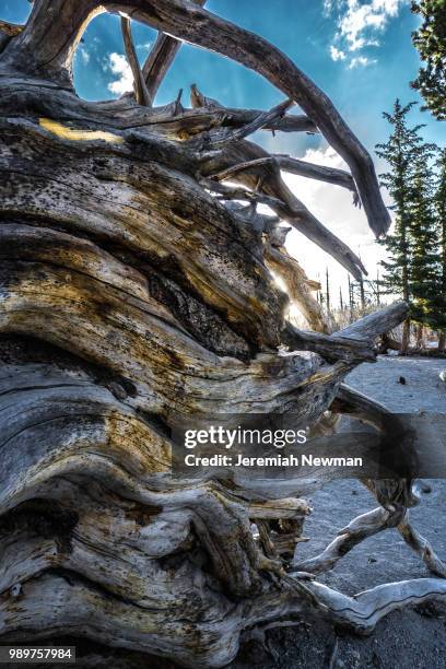 1,697 Mangled Stock Photos, High-Res Pictures, and Images - Getty Images