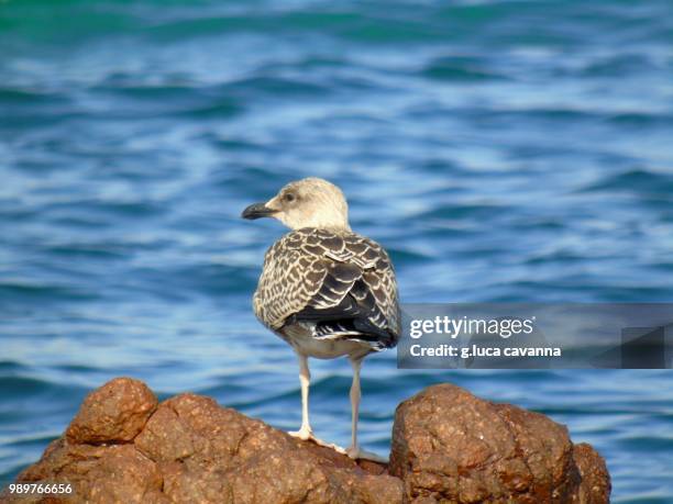 ready to hunt - charadriiformes stock pictures, royalty-free photos & images