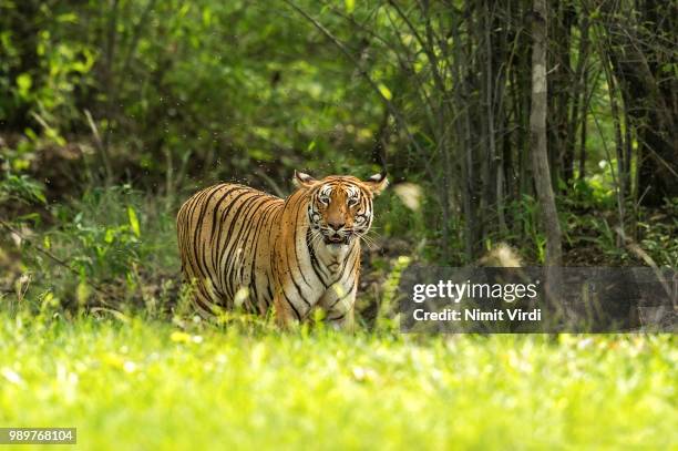 tigress drunk on her gaur kill - gaur stock pictures, royalty-free photos & images