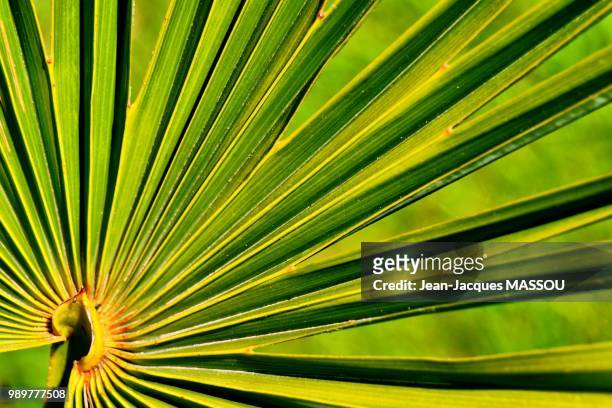 feuille de palmier 1 - palmier 個照片及圖片檔