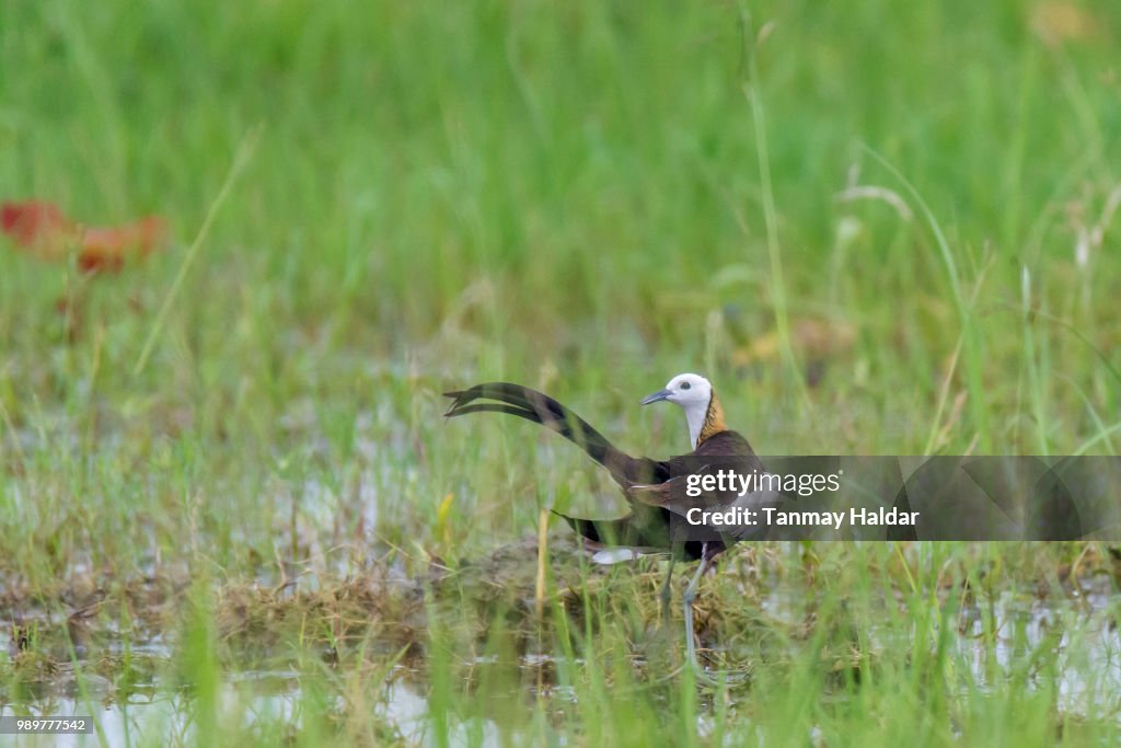 Pheasant Tailed Jacana