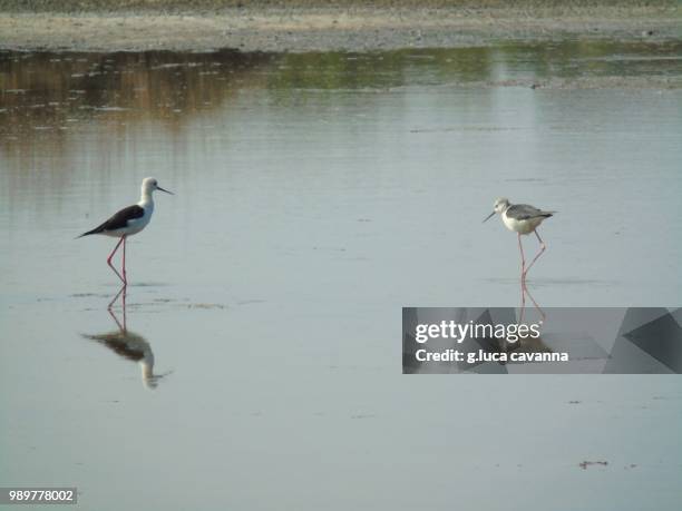hunting in the pond - charadriiformes stock pictures, royalty-free photos & images