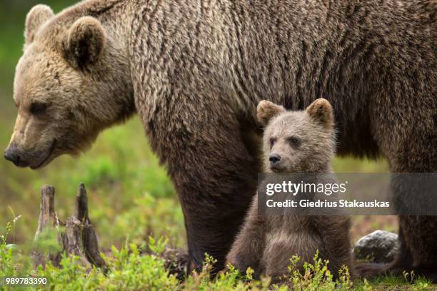 a mother bear and her cub. - allesfresser stock-fotos und bilder