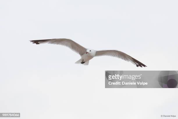 flying with the seagulls - volpe stock pictures, royalty-free photos & images