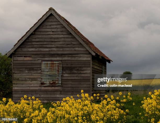 path to the shed - macleod stock pictures, royalty-free photos & images