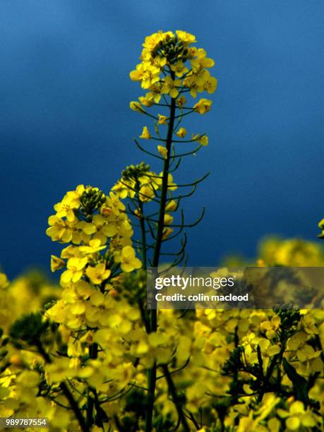 standing proud - macleod stock pictures, royalty-free photos & images