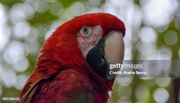 arara - arara de asa verde imagens e fotografias de stock