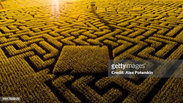 der riesige halloweens maislabyrinth in pennsylvania, poconos region - alex potemkin or krakozawr stock-fotos und bilder