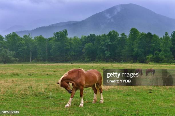 cades cove - great smoky mountains national park - cades cove foto e immagini stock