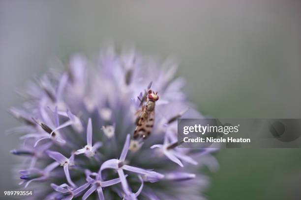 insect on globe thistle - globe thistle stock pictures, royalty-free photos & images