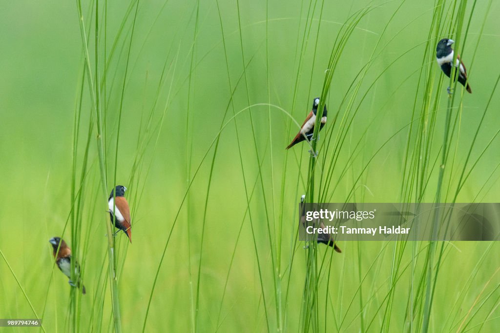 Tri-Colored Munia