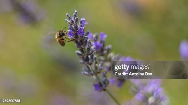 abeille sur lavande - abeille stock pictures, royalty-free photos & images