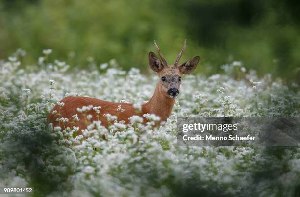 Robuck Background The Roebuck Photos and Premium High Res Pictures - Getty Images