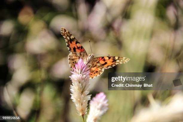 papillon - papillon stock pictures, royalty-free photos & images