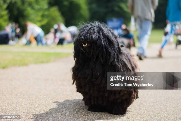 devon the puli - pulis stock pictures, royalty-free photos & images